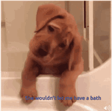 Dog She Wouldnt Let Me Have A Bath GIF