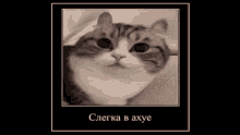 Slensim Cat GIF - Slensim Cat Meme GIFs