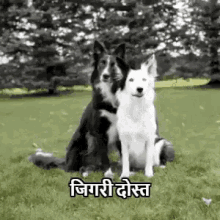 dogs dog hug