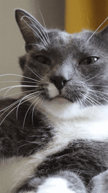 a close up of a cat 's face with a yellow background