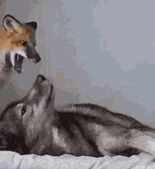 Fox Wolf GIF - Fox Wolf Playful GIFs