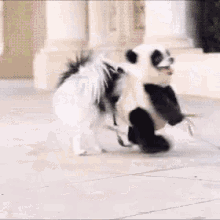 Funny Animals Dogs GIF - Funny Animals Dogs Panda GIFs