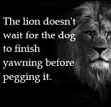 a black and white photo of a lion with a quote .