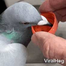 A Pigeon Is Drinking Water From Bottle Cap Viralhog GIF - A Pigeon Is Drinking Water From Bottle Cap Pigeon Viralhog GIFs