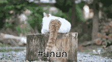 หางแมว ยุกยิก GIF - Cats Tail Cat GIFs