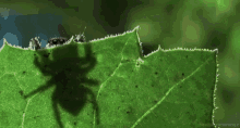 Bugs Spiders GIF - Bugs Spiders Leaf GIFs