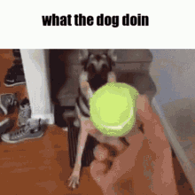 What The Dog Doing Dog GIF - What The Dog Doing Dog Ball GIFs