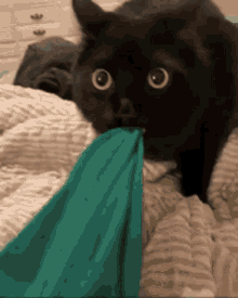 Cat Stay With Me Cat Wont Let Go GIF - Cat Stay With Me Cat Wont Let Go Stay Here Cat GIFs