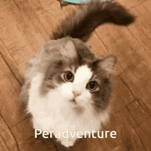 Peradventure GIF - Peradventure GIFs