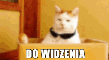 Dowidzenia Cat GIF - Dowidzenia Cat Blur GIFs