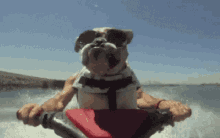 Dog Ride GIF - Dog Ride Jet Ski GIFs