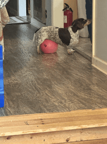 a dog is standing on a pink ball with a fire extinguisher in the background
