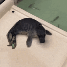 a seal is laying on a white surface in a tank