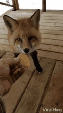Eating Chicken Nuggets GIF - Eating Chicken Nuggets Fox GIFs