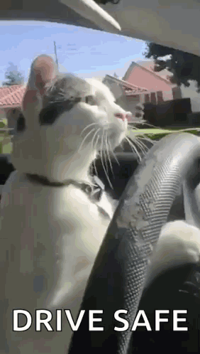 untitled.gif