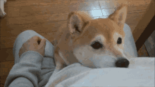 I'M All Ears GIF - Dogs Please Listening GIFs