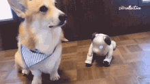 Roll Over Flop GIF - Roll Over Flop Corgi GIFs