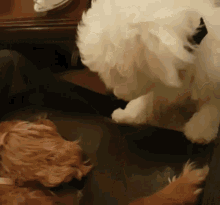 Cavalier Dog GIF - Cavalier Dog Cuddle GIFs