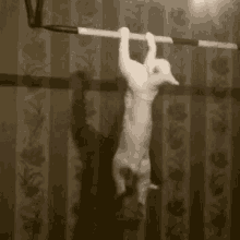 hang in there arm day cat working out lifts