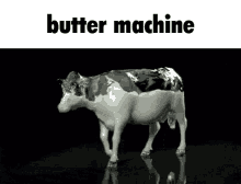 Butter Cow Fast GIF - Butter Cow Fast Milk GIFs