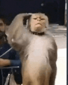 a monkey with a human face is standing in front of a man in a blue shirt .