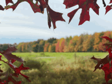 King's Avatar - One Autumn Leaf by ajckh2 on DeviantArt