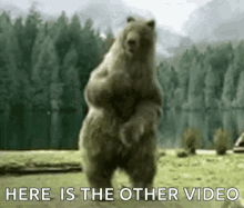 Bear Dance GIF - Bear Dance Dancing GIFs