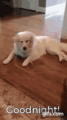 Dog Goodnight GIF - Dog Goodnight Funny - Discover & Share GIFs