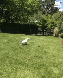 Catch Frisbee GIF - Catch Frisbee Excited GIFs