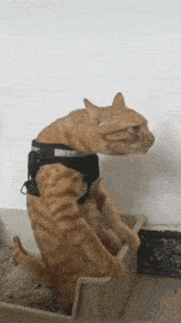 a cat wearing a harness is standing in a litter box
