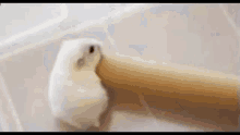 Hamster Hole GIF - Hamster Hole Cardboard Roll GIFs