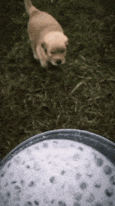 a puppy is running in the grass next to a bowl of blueberries .
