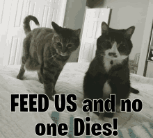 Cats Feed Us GIF - Cats Feed Us Feed Cats GIFs