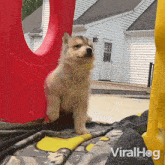 Falling Down Dog GIF - Falling Down Dog Viralhog GIFs