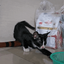 a black and white cat playing with a bag of cat food