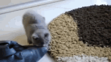 a cat is standing next to a round rug