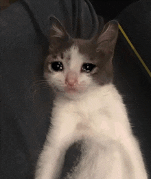 a gray and white cat with a sad look on his face