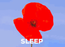 Sleep Oz GIF