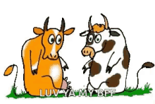 Cows Hug GIF