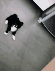 a black and white cat laying on its back on the floor