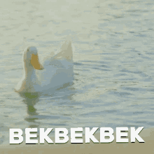Bekbekbek Duck GIF