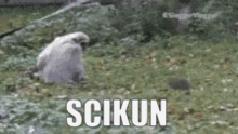 Scikun GIF - Scikun GIFs