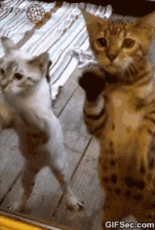 Cat Dancing GIF - Cat Dancing GIFs