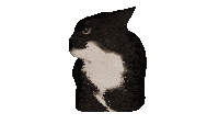 a black and white cat is laying down on a white surface
