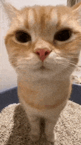 сигма кот Sigma GIF - сигма кот Sigma Sigma Cat GIFs