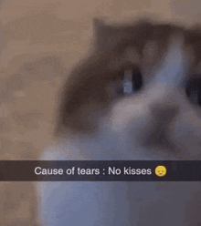 Kitty Kiss No Kisses GIF - Kitty Kiss No Kisses Kitty GIFs