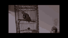How Birds Really Shit GIF - Bird Parrot Shit GIFs
