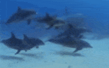 a group of dolphins are swimming in the ocean together