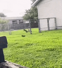 a squirrel is jumping over a fence in a yard .