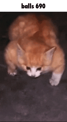 a cat is standing on its hind legs with balls 690 written on the bottom .